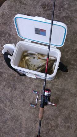 大阪湾奥のアジング調査行ってきました