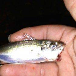 大阪南港での豆アジング釣果