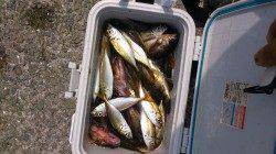 泉南方面で胴付&サビキ　魚種多様に釣れました♪