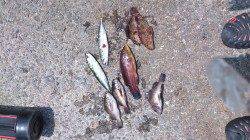 泉南方面で胴付&サビキ　魚種多様に釣れました♪
