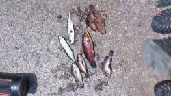 泉南方面で胴付&サビキ　魚種多様に…