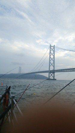 アジュール舞子～西舞子　夜の大サバは一段落か