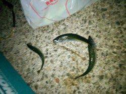 アジュール舞子～西舞子　夜の大サバは一段落か