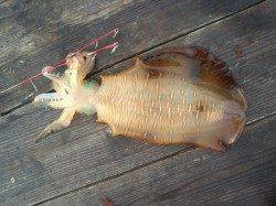 朝一の時合1時間で2ハイ！ 三尾川の筏にてそろそろ終盤アオリイカ狙い