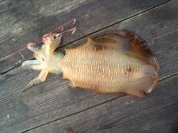 朝一の時合1時間で2ハイ！ 三尾川の筏にて…