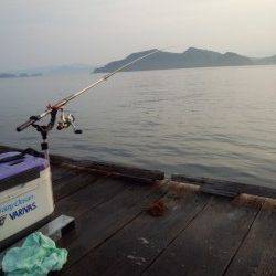 朝一の時合1時間で2ハイ！ 三尾川の筏にてそろそろ終盤アオリイカ狙い