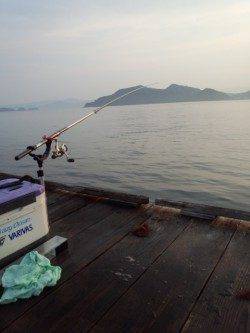 朝一の時合1時間で2ハイ！ 三尾川の筏にてそろそろ終盤アオリイカ狙い