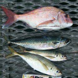 とっとパークでサバ狙いのカゴ釣りにマダイ、夕方にはマアジも♪