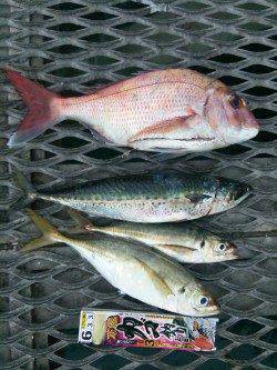 とっとパークでサバ狙いのカゴ釣りにマダイ、夕方にはマアジも♪