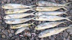 煙樹ヶ浜でペンペンサイズのシイラ、弓角にかえると連続キャッチ！