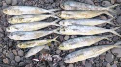 煙樹ヶ浜でペンペンサイズのシイラ、弓角にか…