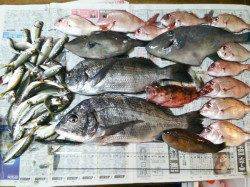 沼島釣行で多魚種満喫☆