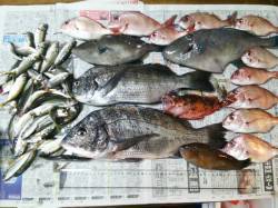 沼島釣行で多魚種満喫☆