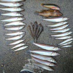 和田方面にて投げ釣りで25cmの太っといキス！