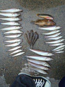 和田方面にて投げ釣りで25cmの太っといキス！