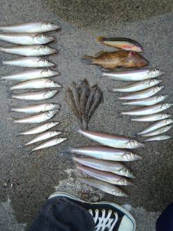 和田方面にて投げ釣りで25cmの太っといキ…