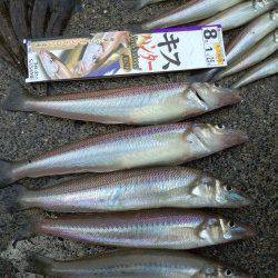 和田方面にて投げ釣りで25cmの太っといキス！