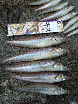 和田方面にて投げ釣りで25cmの太っといキス！