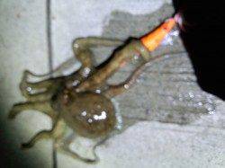 タコエギを手に1時間散歩〜明石のタコをゲット！