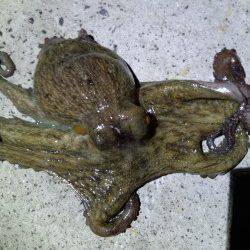 タコエギを手に1時間散歩〜明石のタコをゲット！