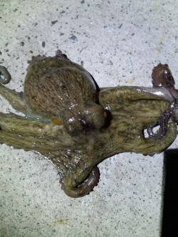 タコエギを手に1時間散歩〜明石のタコをゲッ…