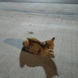 明石港アジング調査は根魚ばかり…小さいアタリの正体はカマス