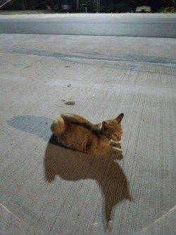 明石港アジング調査は根魚ばかり…小さいアタリの正体はカマス