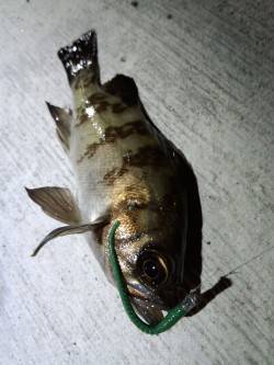 明石港アジング調査は根魚ばかり…小さいアタ…