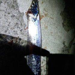 そろそろ海も夏に衣替え？　大サバ狙いで想定外のタチウオゲット