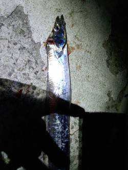 そろそろ海も夏に衣替え？　大サバ狙いで想定…