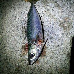 そろそろ海も夏に衣替え？　大サバ狙いで想定外のタチウオゲット