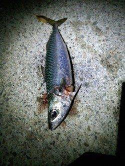 そろそろ海も夏に衣替え？　大サバ狙いで想定外のタチウオゲット