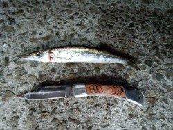 夕方からジェノバラインで岩屋へ〜アジングでカマス・豆アジ