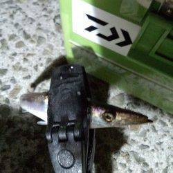 夕方からジェノバラインで岩屋へ〜アジングでカマス・豆アジ