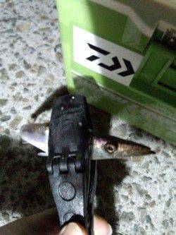 夕方からジェノバラインで岩屋へ〜アジングでカマス・豆アジ