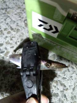 夕方からジェノバラインで岩屋へ〜アジングで…