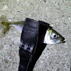 野田でナイトアジング★脂ノリノリのアジを二桁ゲット★