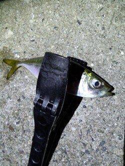 野田でナイトアジング★脂ノリノリのアジを二桁ゲット★