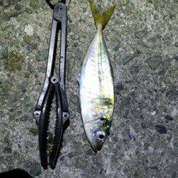 野田でナイトアジング★脂ノリノリのアジを二桁ゲット★