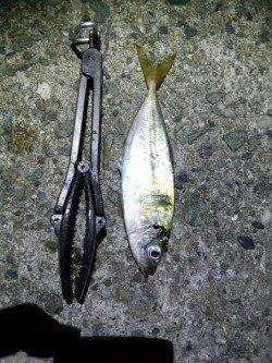 野田でナイトアジング★脂ノリノリのアジを二桁ゲット★