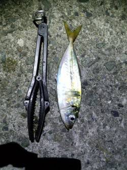 野田でナイトアジング★脂ノリノリのアジを二…