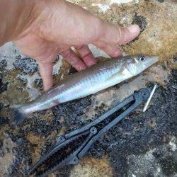 和田　厳しい状況の中でもキス26cmの姿も