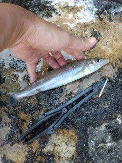 和田　厳しい状況の中でもキス26cmの姿も