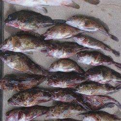 高砂周辺にて胴突きでガシラ&投げ釣りでキス