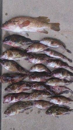 高砂周辺にて胴突きでガシラ&投げ釣りでキス