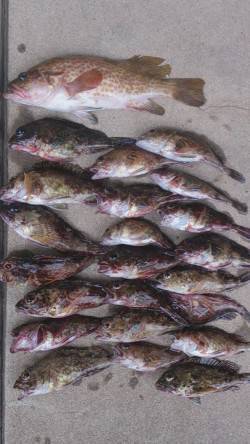 高砂周辺にて胴突きでガシラ&投げ釣…