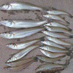 高砂周辺にて胴突きでガシラ&投げ釣りでキス