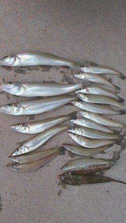 高砂周辺にて胴突きでガシラ&投げ釣りでキス