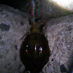 城ヶ崎　粘った末にエギングでアオリイカゲット☆