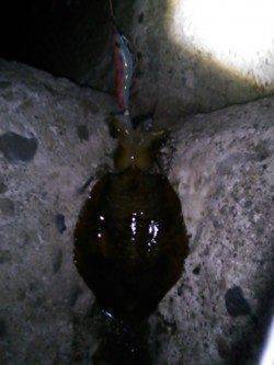 城ヶ崎　粘った末にエギングでアオリイカゲット☆